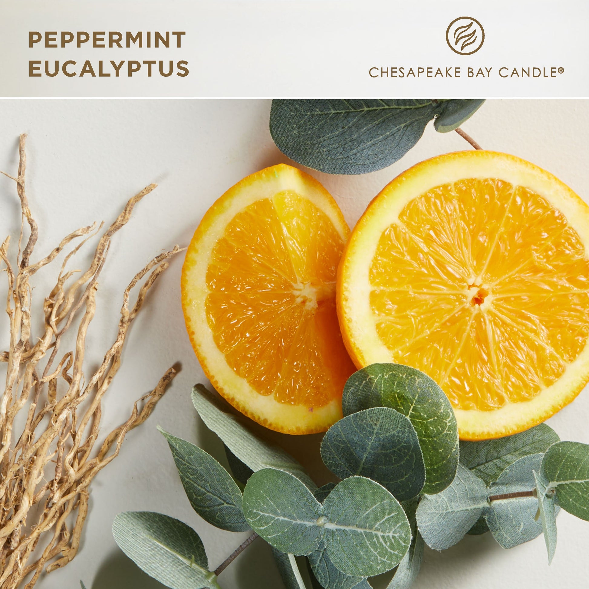 chesapeake bay candle peppermint eucalyptus fragrance in 2D